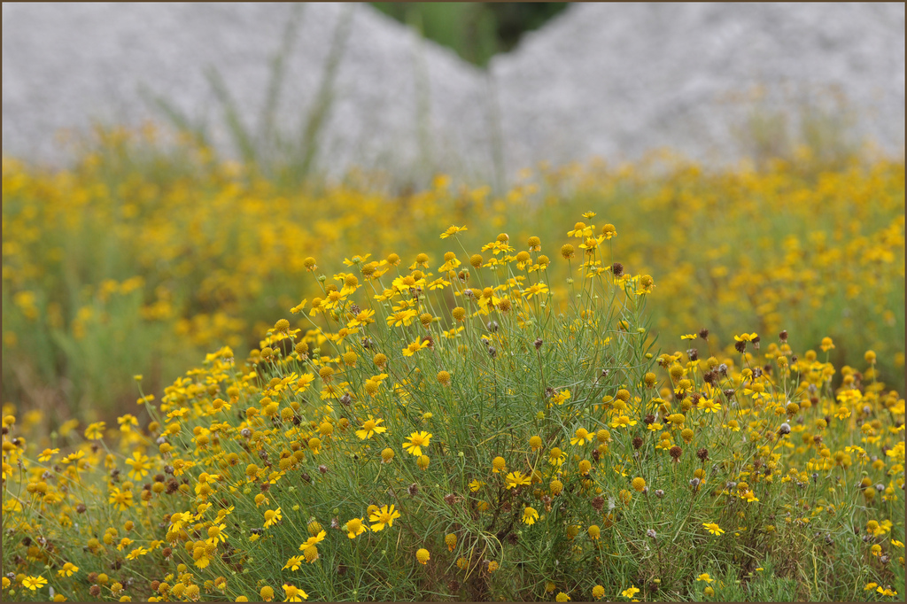 علف تلخ , Sneezeweed، bitter sneezeweed ،  fine-leaved sneezeweed ، bitter weed (در استرالیا)، Spani